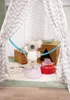 NICI-Kuscheltier Koala 25cm schlenkernd Produktbild-Vorschau 5