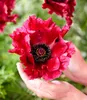 BALDUR Garten 1x Papaver 'Red Rumble', Rhizom in Größe I, Produktbild-Vorschau 2