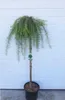 Japanische Lärche ´BORING WEEPER´ auf Stamm 120 cm, Cont. Produktbild-Vorschau 2