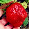 10 Stk. Erdbeerpflanze 'GIGANT' sehr große Früchte Produktbild-Vorschau 8