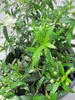 Brautmyrte - Myrtus communis Microphylla Produktbild-Vorschau 3