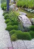Stauden Gänge 10 x Festuca gautieri 'Pic Carlit' - Produktbild-Vorschau 4