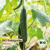 Samenliebe  Gurke Samen | Marketmore - bitterfrei & lange & Produktbild-Vorschau 4