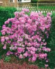 Rhododendron 'Praecox', frühblühend, lila, 30–40 cm Produktbild-Vorschau 8