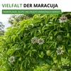 Maracuja Passionsfrucht Samen - Passiflora edulis - Produktbild-Vorschau 7