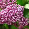 Lilas noble  - Syringa vulgaris « Sensation »  | 40-60 cm Voir les images du produit 1