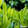 Leaf Vital Koncentrát 1 L – 1 000 m2 – Prírodná Náhled obrázku produktu 4
