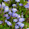 Bloomique - Zestaw 3 szt. - Mazus Reptans - Rośliny do Podgląd zdjęcia produktu 1
