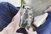 MuchoWow® Handyhülle Schutzhülle Hülle für Samsung Galaxy Produktbild-Vorschau 3