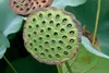 SAFLAX Anzucht Set - Indische Lotusblume - Nelumbo nucifera Produktbild-Vorschau 7