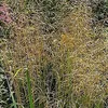 6 x Wald Schmiele  - Deschampsia cespitosa 'Bronzeschleier' Produktbild-Vorschau 1