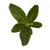 Musa Dwarf cavendish - Zwerg-Essbanane 40 cm Zimmerpflanze Produktbild-Vorschau 2
