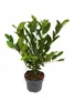 Magnolia gwiaździsta (Magnolia stellata) 60–80 cm – Podgląd zdjęcia produktu 3