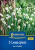 Blumenzwiebel Sommerknotenblume Kiepenkerl 5 Stück Produktbild-Vorschau 1