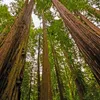 Graines de Sequoia Sempervirens - Lot de 10 - Graines Voir les images du produit 4