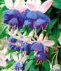 BALDUR Garten 6x Winterharte Fuchsien 'Blue Sarah', Produktbild-Vorschau 2