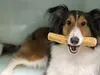 Veganer Kaustab Kaffeeholz für Hunde Hundespielzeug Holz Produktbild-Vorschau 2