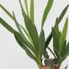 Kleine Zimmerpalmen - 3 Stk - Mini Indoor Palm Mix - Höhe Produktbild-Vorschau 3