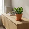 Crassula Ovata, Geldbaum, Sukkulente, 15-20 cm, Topf 12 cm Produktbild-Vorschau 4