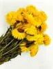 Getrocknete Strohblume Granvia® - (Helichrysum Granvia®) - Produktbild-Vorschau 2