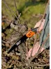 Klapzaag blad-L.190mm BAHCO Productafbeelding-voorbeeld 8