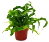 Asplenium antiquum Hurricane – Speciální odrůdy pokojových Náhled obrázku produktu 1