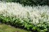 Stauden Gänge 3 x Tiarella cordifolia - Schaumblüte - Zarte Produktbild-Vorschau 1