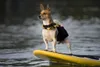 EzyDog DFD-Standard Schwimmweste rot XS Produktbild-Vorschau 4