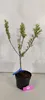 Hippophae rhamnoides 'Pollmix', Sanddorn, männlich, Produktbild-Vorschau 2