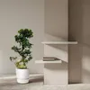 Ficus Microcarpa Ginseng Bonsai Boom, 80-110 cm Productafbeelding-voorbeeld 2