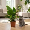 Green boutiQ - Plante d'intérieur - Philodendron - Voir les images du produit 5