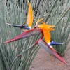 Strelitzia juncea (kvetina rajského vtáka) – 3 semená Náhľad obrázku produktu 1