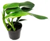 Philodendron « Queue de dragon » - Rhaphidophora decursiva Voir les images du produit 1