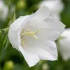 Bloomique - Zestaw 6 sztuk - Campanula Carpatica White Podgląd zdjęcia produktu 2