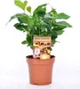 BALDUR Garten 2er Set Echter Kaffee & Kaffir-Limette, je im Produktbild-Vorschau 3