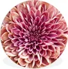 MuchoWow® Rundes Wandbild - Runde Bilder Chrysantheme Produktbild-Vorschau 1