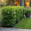 Green boutiQ - 40x Ligustrum ovalifolium - Gewöhnlicher Produktbild-Vorschau 5