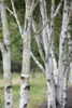 Betula utilis, Himalaya-Birke, 100–150 cm Produktbild-Vorschau 2