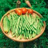 Buschbohnen Saxa Samen - Phaseolus vulgaris  - Bohnensamen Produktbild-Vorschau 3