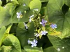 6 x Brunnera sibirica - Kaukasisches Vergissmeinnicht im Produktbild-Vorschau 1