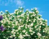 Staphylea colchica, Kolchische Pimpernuss, 60–80 cm Produktbild-Vorschau 10