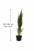 Mittelmeer Zypresse 120–140 cm Säulenzypresse Cupressus Produktbild-Vorschau 5