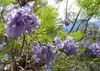 SAFLAX - jacaranda - Jacaranda mimosifolia - 50 Semená - S Náhľad obrázku produktu 7