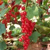 A close-up view of ripe red currants hanging from a branch, with green leaves visible. Podgląd zdjęcia produktu