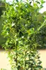 Stechpalme Ilex Heckenfee 60 - 80 cm Ilex Meserveae Voir les images du produit 2