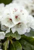Rhododendron Hybr. 'Schneebukett', weiß, 30–40 cm Produktbild-Vorschau 9