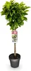Magnolia Magnolia Susan – wysokość 19 cm, ok. 90 cm – Podgląd zdjęcia produktu 2