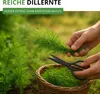 Dill Gewöhnlicher Samen - Anethum graveolens - Dillsamen - Produktbild-Vorschau 7