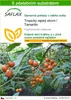 SAFLAX - Tropický rajský strom / Tamarillo - Cyphomandra Náhled obrázku produktu 1