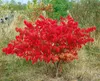 Euonymus alatus 'Compactus', Flügel-Spindelstrauch, 60–80 Produktbild-Vorschau 9